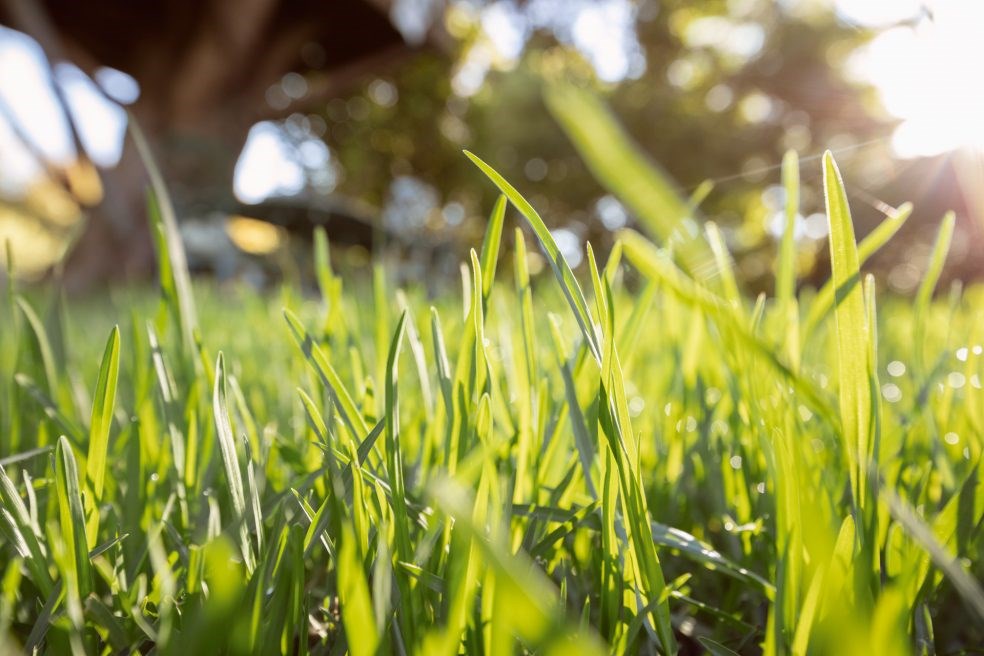 Sejanje trave: preprosto in trajnostno poskrbite za zdravo rast